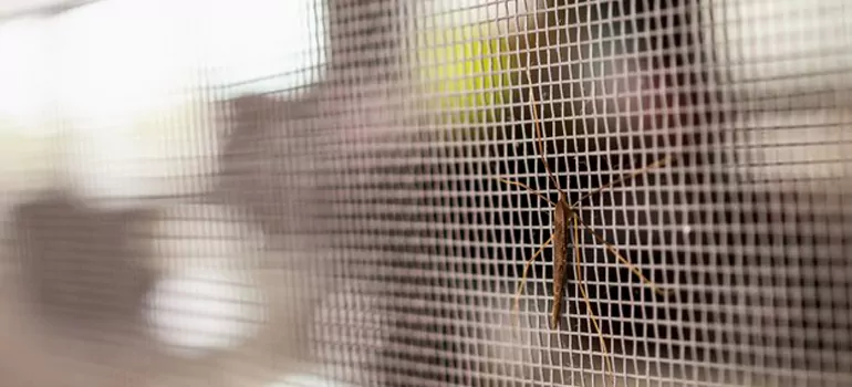 Repair Mosquito Mesh For Windows in Vancouver, British Columbia